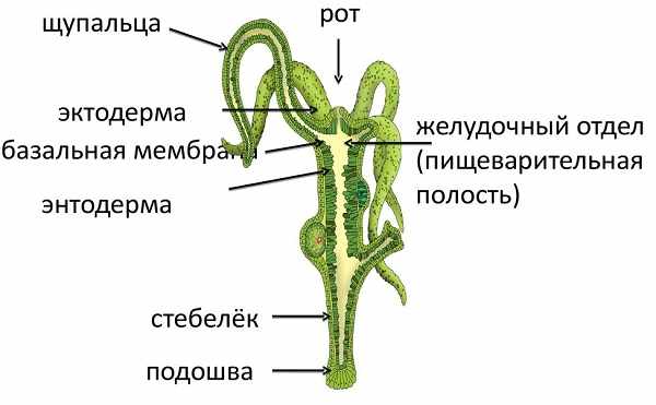 Ссылка омг на telegra ph